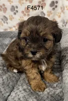 F4571 Dobey, a female Shihpoo for sale in Prairie Du Chien, WI – Photo 1 of 3