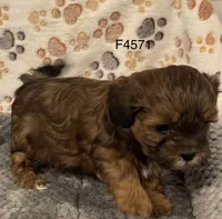 F4571 Dobey, a female Shihpoo for sale in Prairie Du Chien, WI – Photo 2 of 3