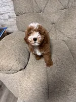 AKC Ruby reduced, a female Poodle - Miniature  for sale in Prairie Du Chien, WI – 2 of 9