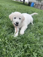 Mo, a male Great Pyrenees and Golden Retriever for sale in Roseville, OH – 4 of 6