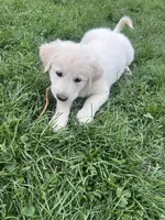 Mo, a male Great Pyrenees and Golden Retriever for sale in Roseville, OH – 5 of 6