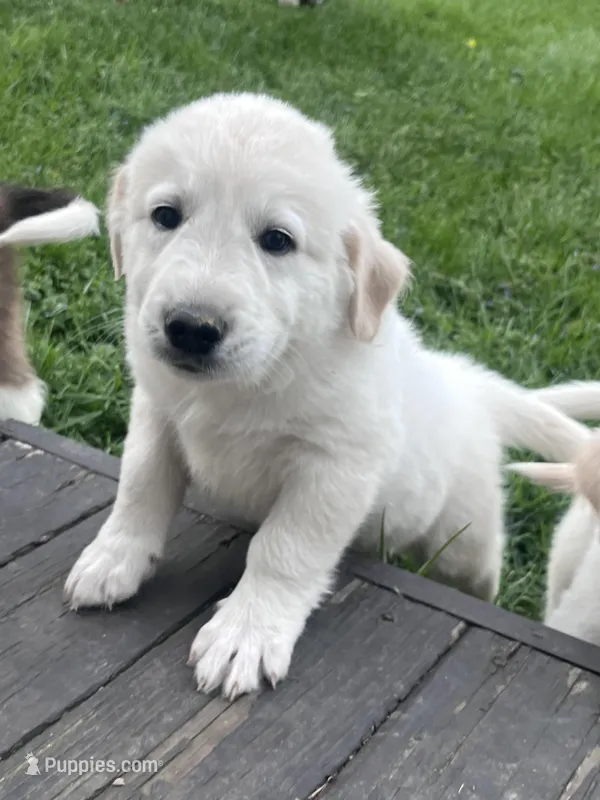 Mo – Great Pyrenees, Golden Retriever puppy for sale in Roseville, OH