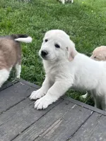 Mo, a male Great Pyrenees and Golden Retriever for sale in Roseville, OH – 3 of 6