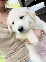 Mo, a male Great Pyrenees and Golden Retriever for sale in Roseville, OH – 2 of 6