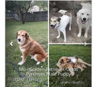 Mo, a male Great Pyrenees and Golden Retriever for sale in Roseville, OH – 6 of 6