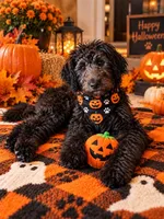 Nola, a female Aussiedoodle for sale in Myrtle Beach, SC – 1 of 3