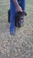 Nola, a female Aussiedoodle for sale in Myrtle Beach, SC – 3 of 3