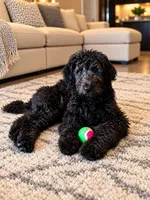 Nola, a female Aussiedoodle for sale in Myrtle Beach, SC – 2 of 3