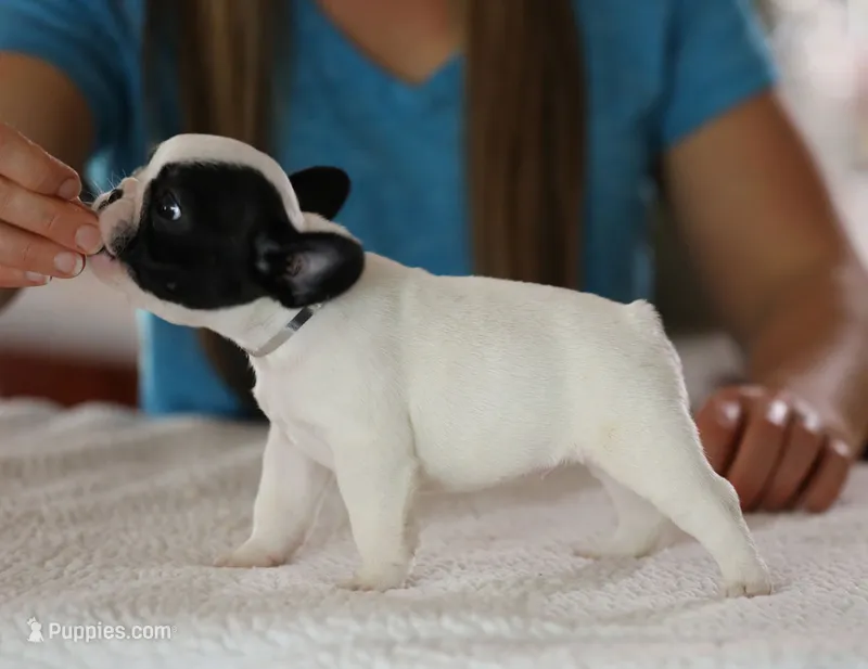 Silver Collar, a female French Bulldog for sale in New Eucha, OK – 1 of 2