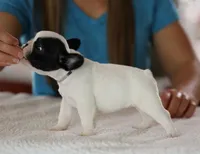 Silver Collar, a female French Bulldog for sale in New Eucha, OK – 1 of 2