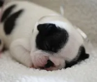 Silver Collar, a female French Bulldog for sale in New Eucha, OK – 2 of 2