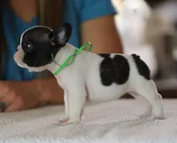 Green Collar, a female French Bulldog for sale in New Eucha, OK – 2 of 2