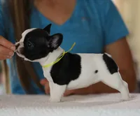 Yellow Collar, a female French Bulldog for sale in New Eucha, OK – 2 of 2