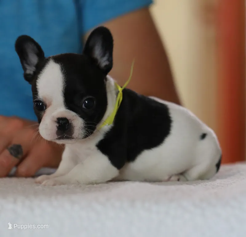 Yellow Collar – French Bulldog puppy for sale in New Eucha, OK