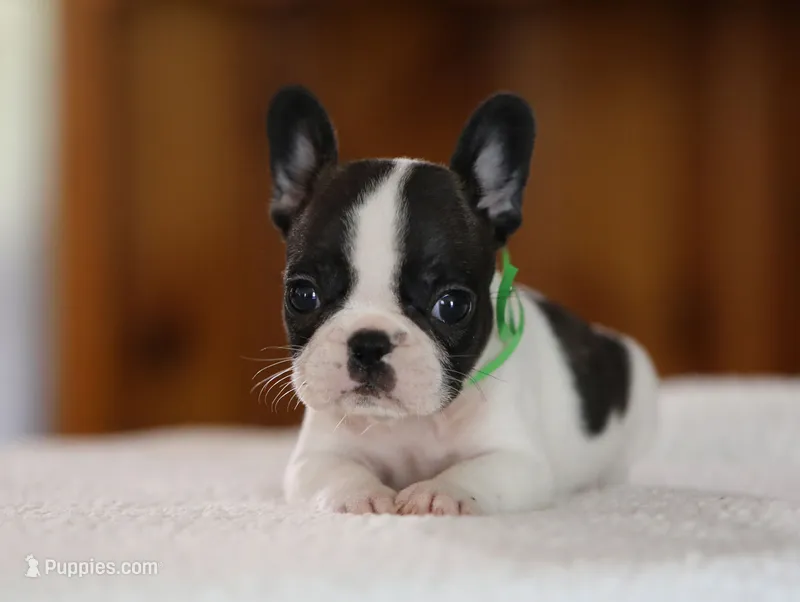 Green Collar – French Bulldog puppy for sale in New Eucha, OK