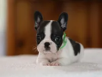 Green Collar, a female French Bulldog for sale in New Eucha, OK – 1 of 2