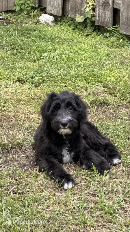 Milo – Sheepadoodle puppy for sale in Hialeah Gardens, FL