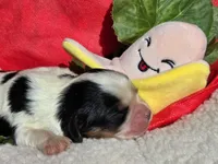 Bouncy Banana , a male Cavalier King Charles Spaniel for sale in Lancaster, OH – 5 of 9