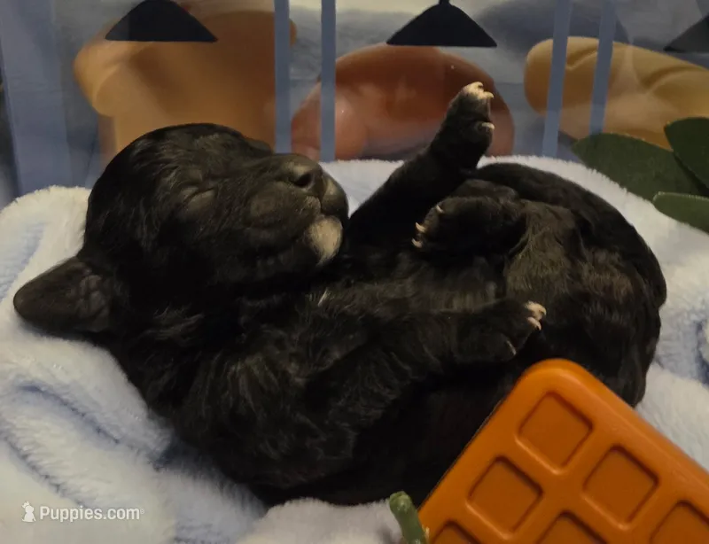 Blueberry Waffle  – Cockapoo, Bichpoo puppy for sale in Lancaster, OH