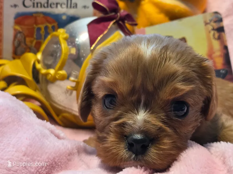 Cinderella akc – Cavalier King Charles Spaniel puppy on hold in Lancaster, OH