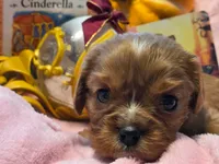 Cinderella akc, a female Cavalier King Charles Spaniel for sale in Lancaster, OH – 1 of 10