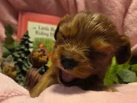 Little Red Riding Hood akc, a female Cavalier King Charles Spaniel for sale in Lancaster, OH – 2 of 10