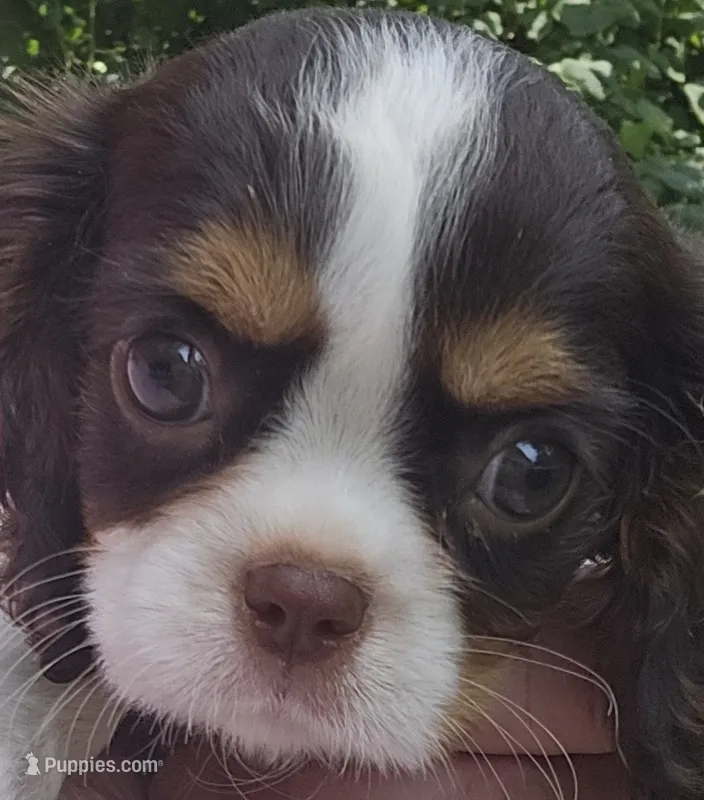 Freedom  – Cavalier King Charles Spaniel puppy for sale in Lancaster, OH
