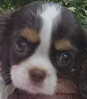 Freedom , a female Cavalier King Charles Spaniel for sale in Lancaster, OH – 1 of 5