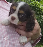 Freedom , a female Cavalier King Charles Spaniel for sale in Lancaster, OH – 2 of 5