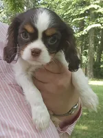 Sparkler , a female Cavalier King Charles Spaniel for sale in Lancaster, OH – 4 of 7