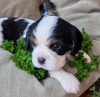 Parsley , a male Cavalier King Charles Spaniel for sale in Lancaster, OH – 5 of 8