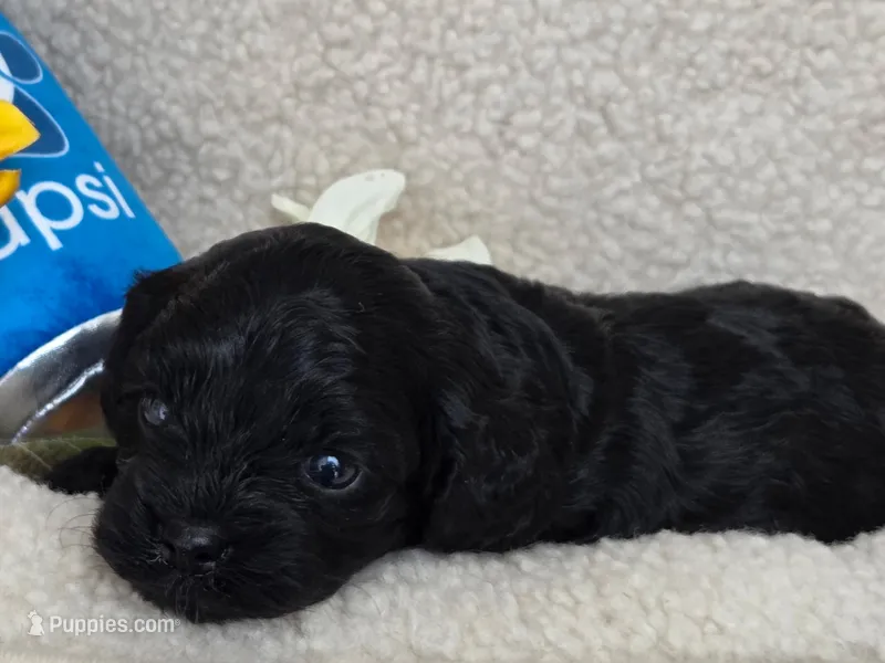 Pupsi – Cavapoo puppy for sale in Lancaster, OH