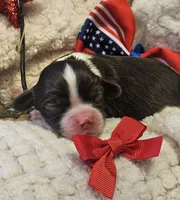 Firecracker , a male Cavalier King Charles Spaniel for sale in Lancaster, OH – 4 of 10