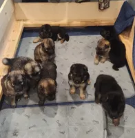 Teddy , a male German Shepherd Dog for sale in Lancaster, OH – 2 of 2