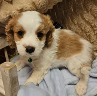 G I Joe, a male Cavalier King Charles Spaniel and Cavachon for sale in Lancaster, OH – 5 of 10