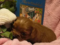 Alice in Wonderland , a female Cavalier King Charles Spaniel for sale in Lancaster, OH – 2 of 10