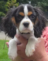 Smoky Bear akc choc carrier , a male Cavalier King Charles Spaniel for sale in Lancaster, OH – 5 of 10