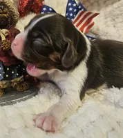 Independence , a female Cavalier King Charles Spaniel for sale in Lancaster, OH – 6 of 10