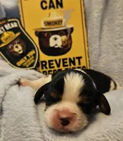 Smoky Bear akc , a male Cavalier King Charles Spaniel for sale in Lancaster, OH – Photo 6 of 10