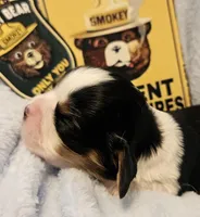 Smoky Bear akc , a male Cavalier King Charles Spaniel for sale in Lancaster, OH – Photo 7 of 10