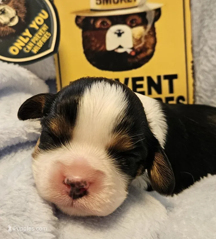 Smoky Bear akc  – Cavalier King Charles Spaniel puppy for sale in Lancaster, OH