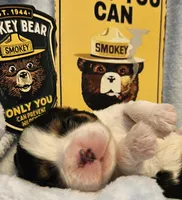 Smoky Bear akc , a male Cavalier King Charles Spaniel for sale in Lancaster, OH – Photo 2 of 10