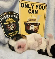 Smoky Bear akc , a male Cavalier King Charles Spaniel for sale in Lancaster, OH – Photo 4 of 10