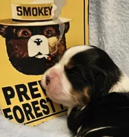Smoky Bear akc , a male Cavalier King Charles Spaniel for sale in Lancaster, OH – Photo 3 of 10