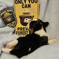 Smoky Bear akc , a male Cavalier King Charles Spaniel for sale in Lancaster, OH – Photo 10 of 10