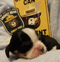 Smoky Bear akc , a male Cavalier King Charles Spaniel for sale in Lancaster, OH – Photo 5 of 10