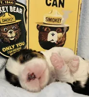 Smoky Bear akc , a male Cavalier King Charles Spaniel for sale in Lancaster, OH – Photo 8 of 10