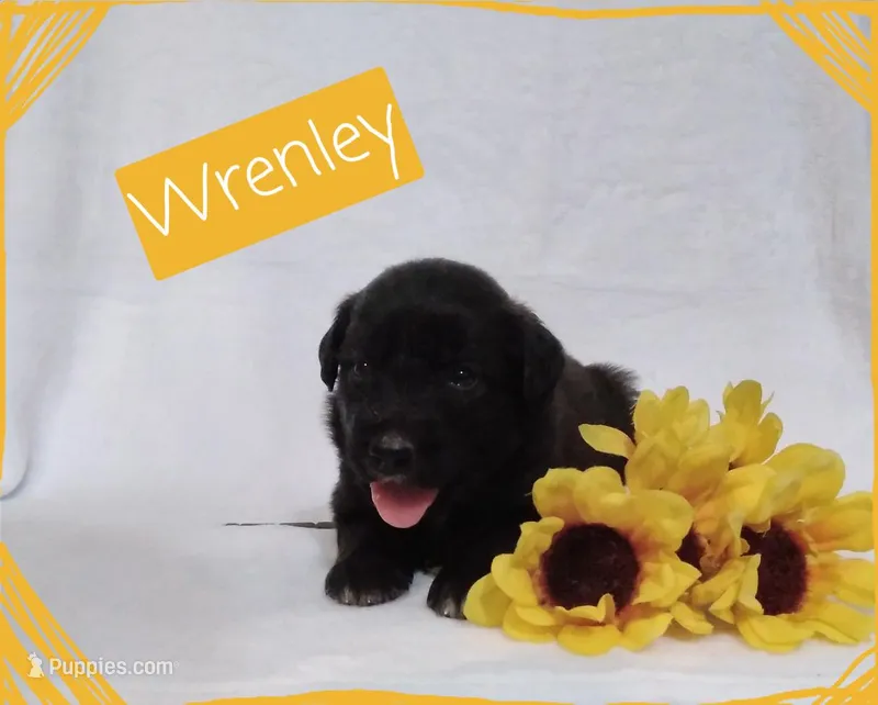 Wrenley – German Shepherd Dog, Labradoodle puppy for sale in Lancaster, OH