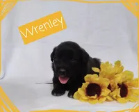 Wrenley, a female German Shepherd Dog and Labradoodle for sale in Lancaster, OH – 2 of 3