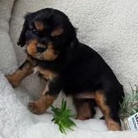 Rosemary , a female Cavalier King Charles Spaniel for sale in Lancaster, OH – 7 of 10